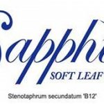 Sapphire Buffalo Shade Tolerant Pet Turf Renovations Turf Installations Brisbane Gold Coast