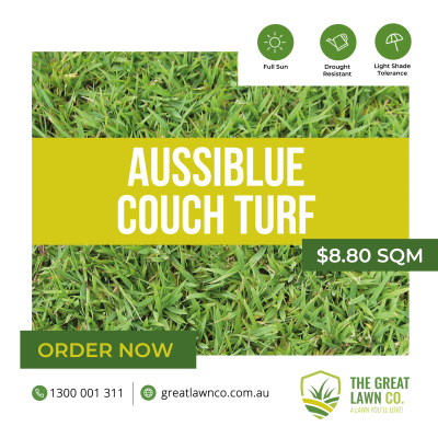 Blue Couch Turf Brisbane Gold coast Redlands Ipswich