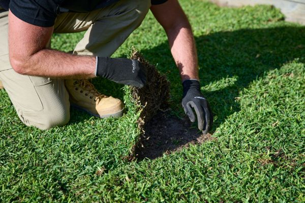 Albany Creek Turf Laying Company Great Reviews Reliable